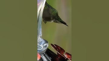 Ruby Throated Hummingbird Dives Down to the Nectar Feeder