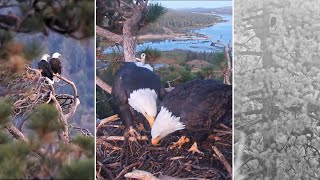 FOBBVCAM Eagles🦅Jackie & Shadow Visit 3 Favorite Perches🌲 for Date Night 🌟2025 Oct 4