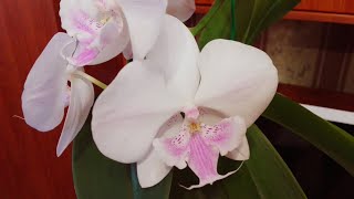 Мои любимые орхидеи! Долгожданное цветение января!