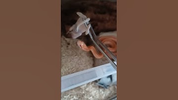 corn snake feeding