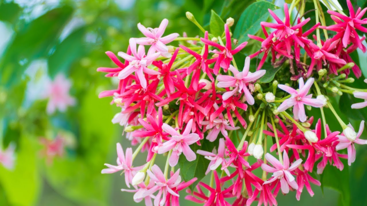 মাধবীলতা গাছের প্রতিস্থাপন ও সম্পূর্ণ পরিচর্যা