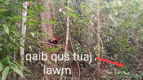 Dib qaib qus tuaj zoo heev li 6/5/2025