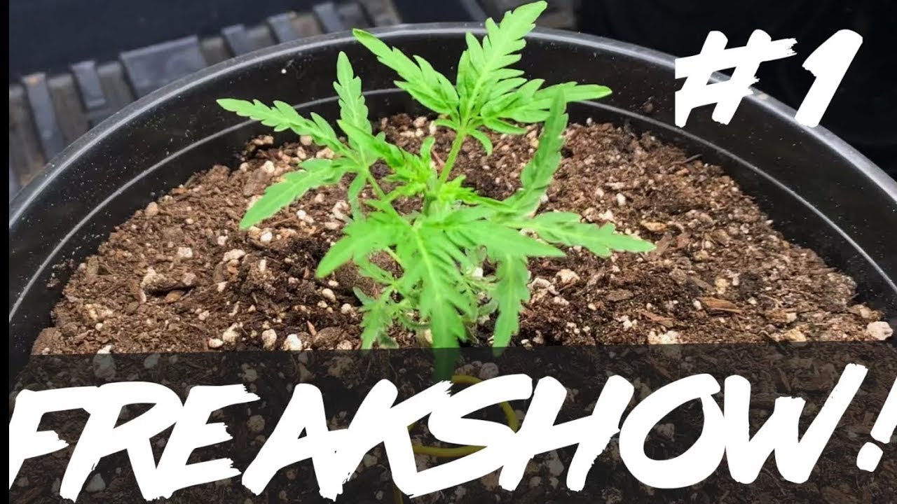 Matty Grows | The Work Grow | Freakshow | #1 | 