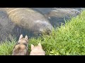 Huskies are AMAZED by Giant Manatees!