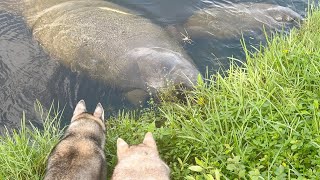 Huskies are AMAZED by Giant Manatees! by Gohan The Husky 22,255 views 7 months ago 2 minutes, 29 seconds