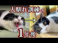 山に捨てられそうになった元野良猫を1年間人馴れ訓練した結果…