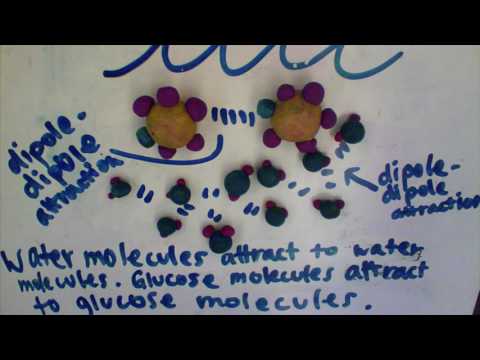Glucose Dissolving in Water