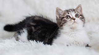 Deep Relaxation Music for Cats, Relaxing Sounds to Comfort Your Cat♬Soothing Cat Music