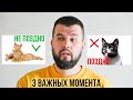 3 момента, которые лучше знать перед покупкой кота и кошки