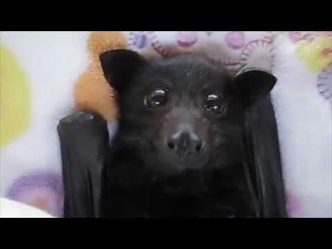 超可愛い これがコウモリ 可愛いすぎる赤ちゃんコウモリ 癒し Cute Bat Baby Amazing Youtube