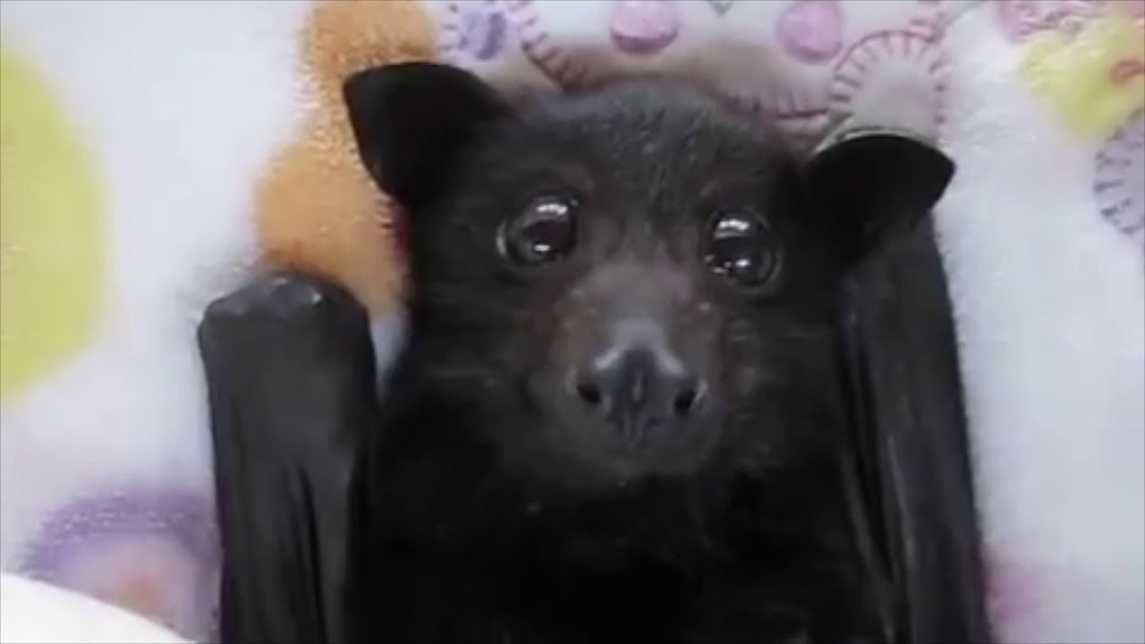 超可愛い これがコウモリ 可愛いすぎる赤ちゃんコウモリ 癒し Cute Bat Baby Amazing Youtube