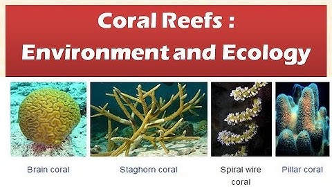 Coral reefs: Features, Types of coral reefs, functions : Ecology and Environment