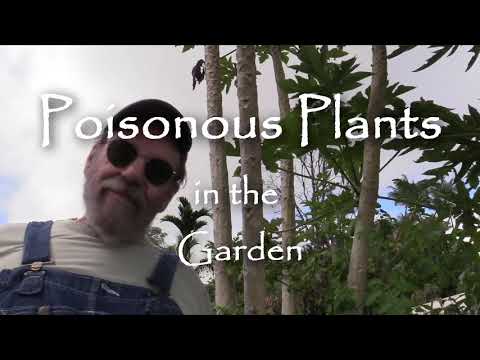 Video: Cum să crești o grădină otrăvitoare - Cultivați în siguranță plante otrăvitoare