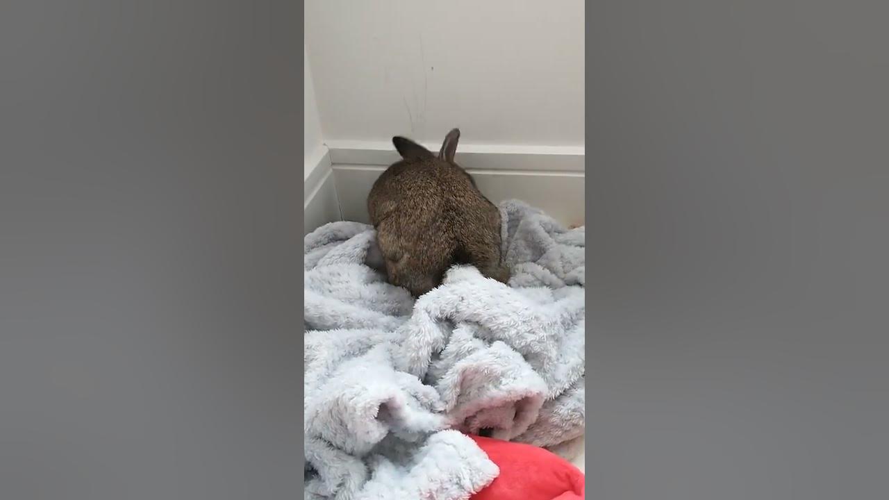 Bunny digging blanket YouTube