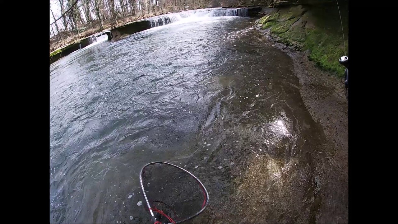 Truite magique du Guier