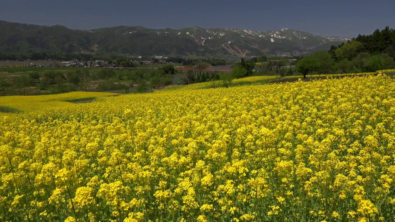 飯山市菜の花公園 4k撮影 Youtube