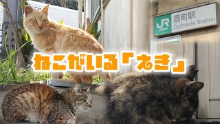 猫がいる駅に行ってきました《JR扇町駅》【TASSEの休日 ３５日目】