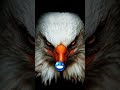 Birds with Born with Aura #eagles #birds #faceshapes #eyes #aura