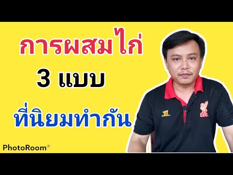 การผสมพันธุ์ไก่ในปัจจุบันที่นิยมทำกันมีกี่วิธี