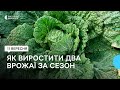 На Миколаївщині фермери зібрали два врожаї за сезон