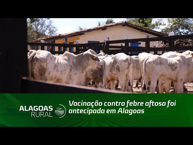 Vacinação contra febre aftosa foi antecipada em Alagoas