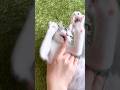 噛み付き子猫にお仕置きの威嚇をしてみたら…【預かり保護猫】