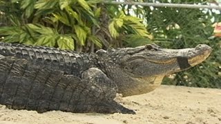 'Gator Boys': Alligator Trapping Behind the Scenes
