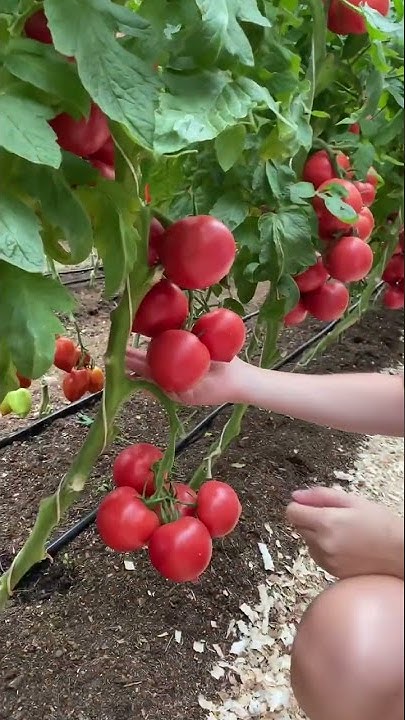 Вкус настоящего розового томата🍅Томат Розовый Носик | лёжкий, салатный ...