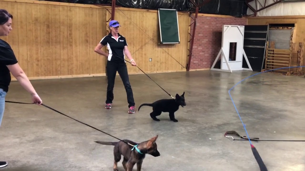 camera iphone 8 plus apk German Shepherd Puppies Early Puppy Training Halbert, Harlin, Ivan von Prufenpuden 11 Wks