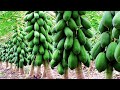 Cách mới làm cho đu đủ ra trái sớm tăng năng suất