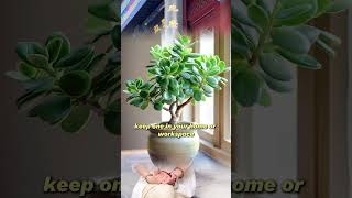 Download Lagu Here is 6 feng shui plants to boost good fortune! #fengshuitips #fengshuilifestyle #luckyplants MP3