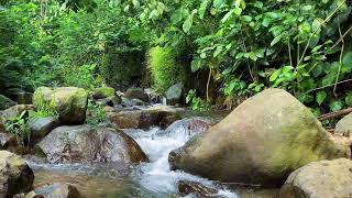 Relaxing River Sounds for Sleep | Tranquil Water Flow Through Forest Rocks