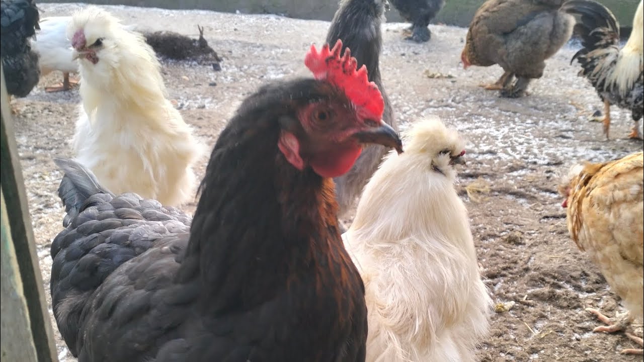 Курячі будні | новий день у господарстві