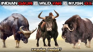 Musk ox vs Wild Yak vs Indian Gaur