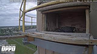 Preview of stream North Omaha Station Peregrine Falcon Watch, NE, USA