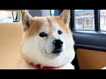 車で待つ間、通行人を見てドキドキする柴犬