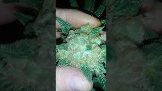 Closet grow!!!