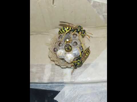 Life cycle of a paper wasp nest (Polistes dominula, colony "do-2") 2020