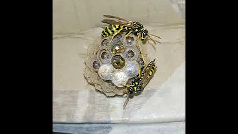 Life cycle of a paper wasp nest (Polistes dominula, colony "do-2") 2020