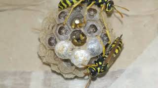 Life cycle of a paper wasp nest (Polistes dominula, colony 'do2') 2020