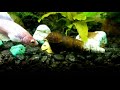 Female betta fish whacks rabbit snail