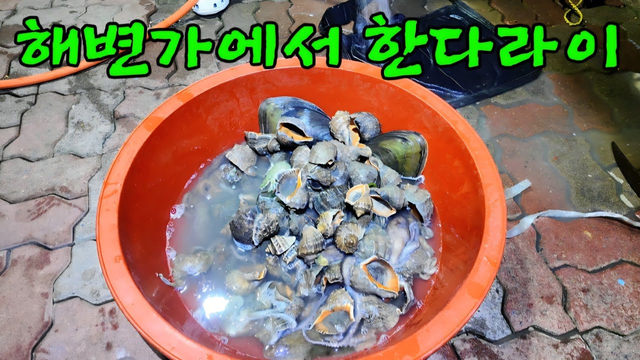 물빠진 바다에 작정하고 나가면 안주 한다라이