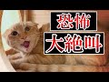 近付くだけで大絶叫する元野良猫が人馴れ訓練によって徐々に心を開く…