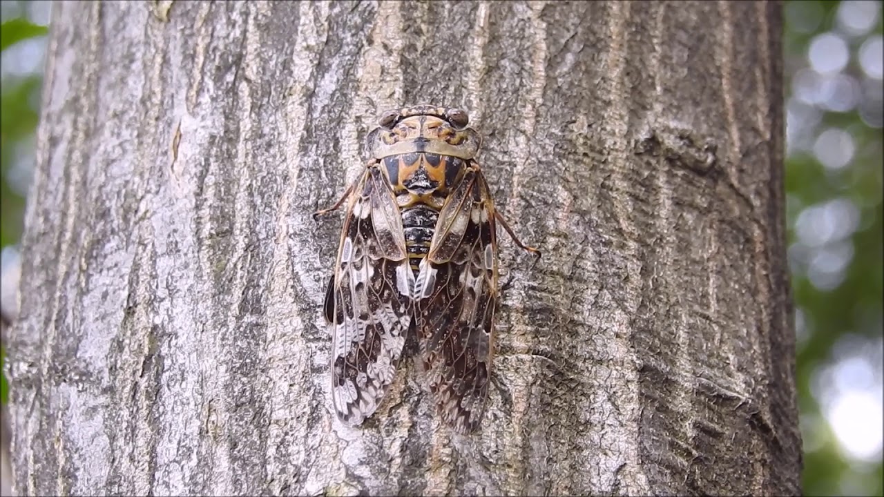 ムビる13727 ニイニイゼミ niiniizemi