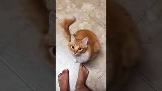 Funny cats 😂 episode 208 #shorts