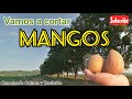 Cortando Mangos Criollos || Famosa Ilera De Mangos