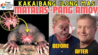 PAMATAY NA ILONG sa ANIMAL KINGDOM | Strange & Unique Nose