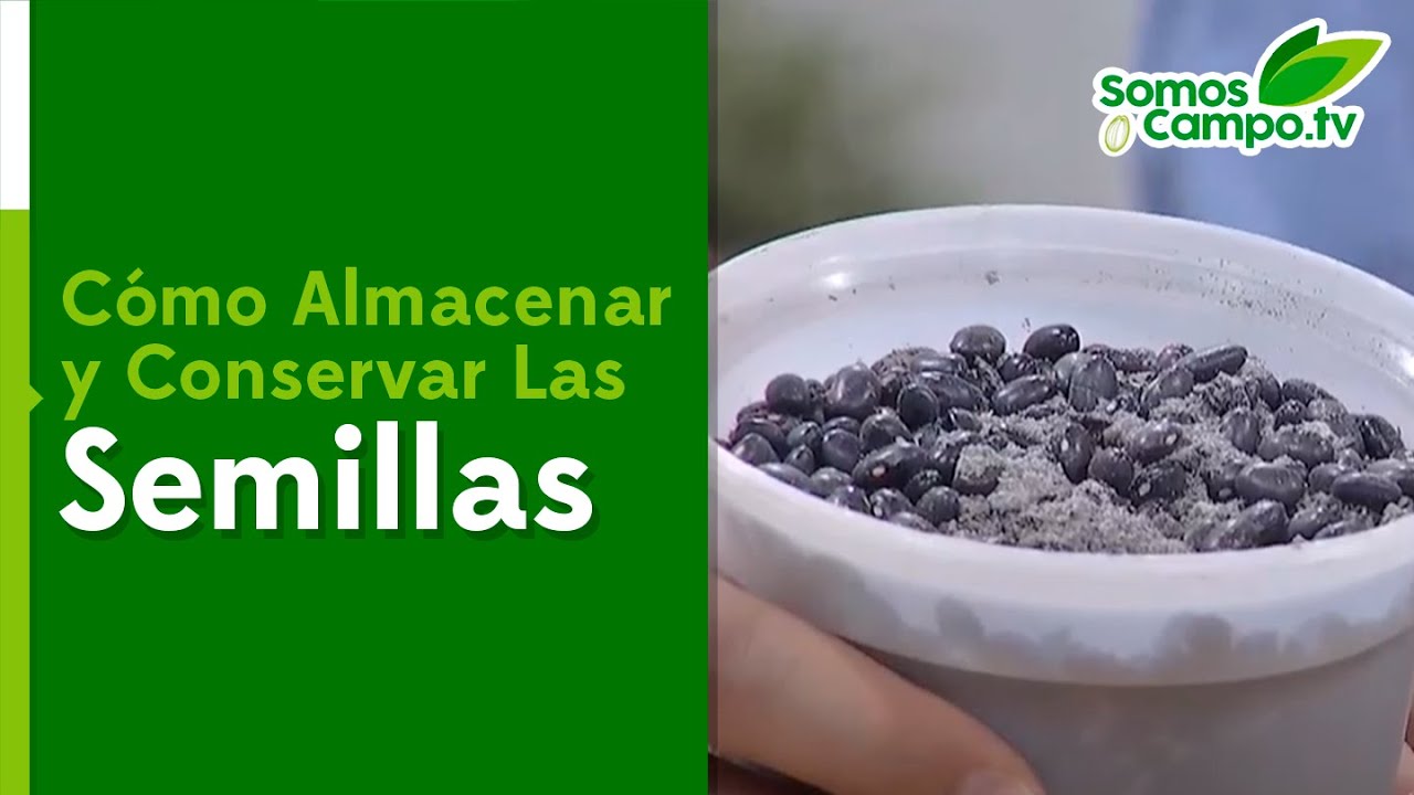 Cómo Almacenar Semillas En Casa - Somos Campo.Tv