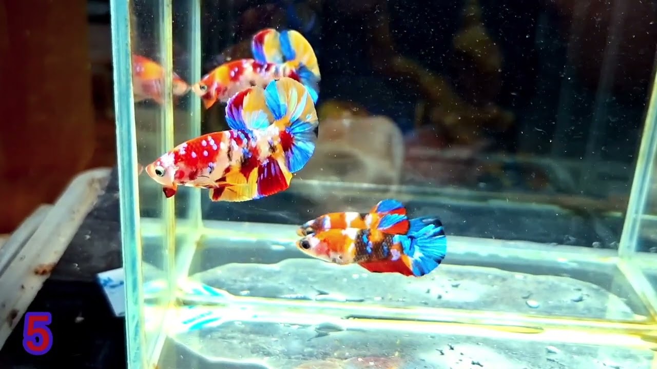 ลงแบ่งปลากัดทำสายพันธ์กันครับ.   ไอดีลาย ptbettaหรอnaongjao