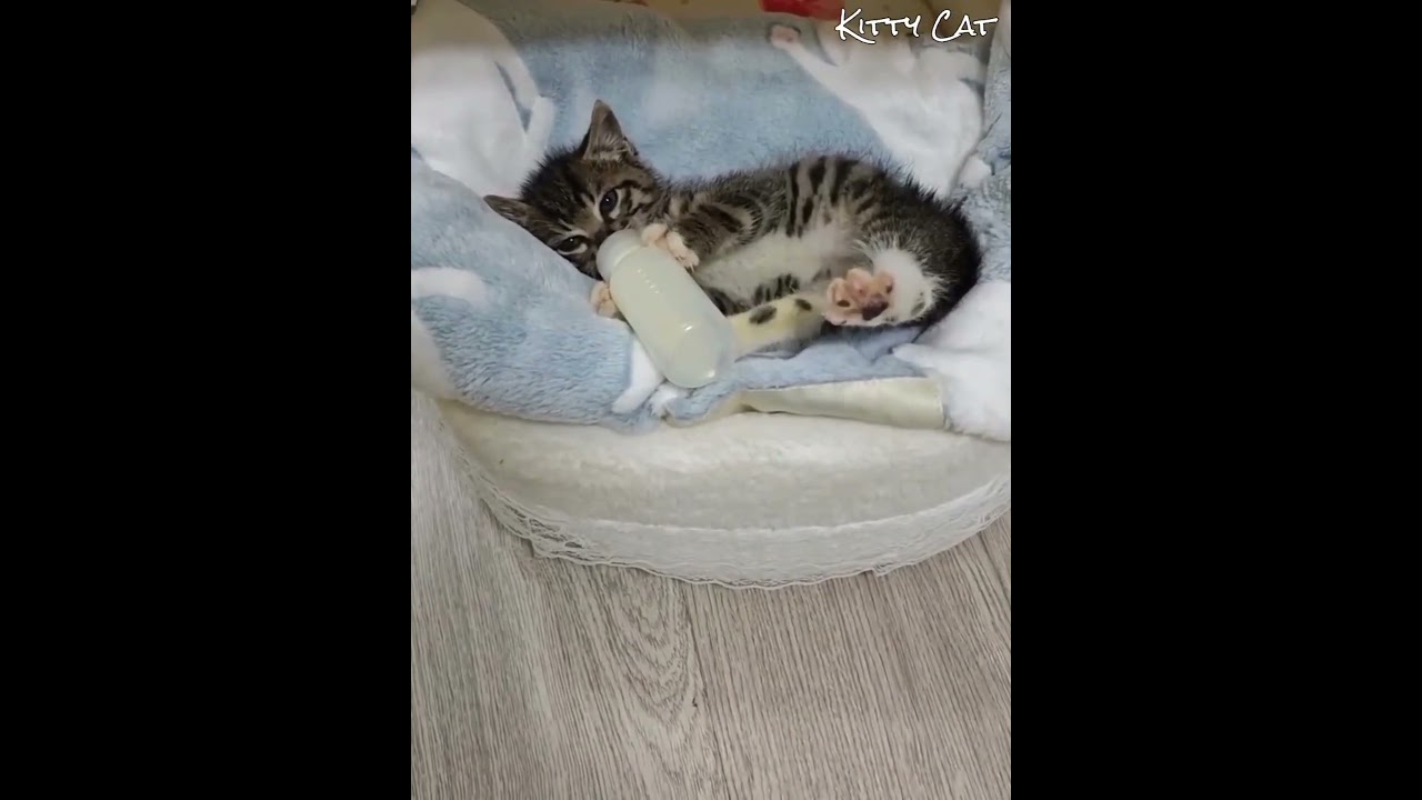 Tingkah Lucu Anak Kucing Mujair Yang Tidak Bisa Sabaran